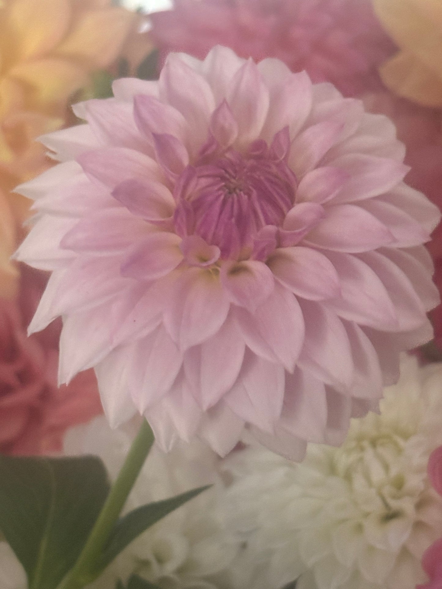 Bloomquist Endlesession