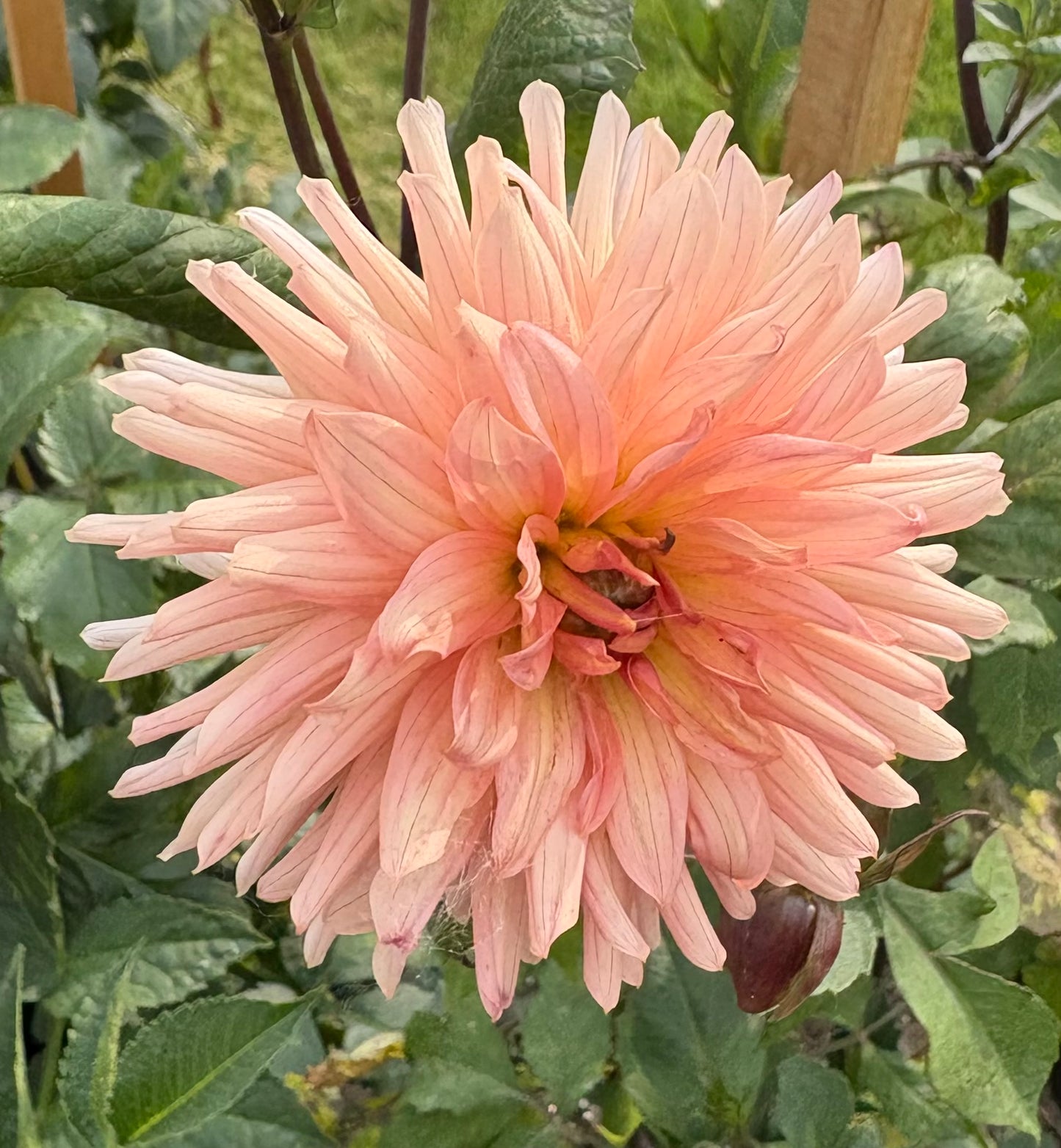Henriette - Dahlia Tuber