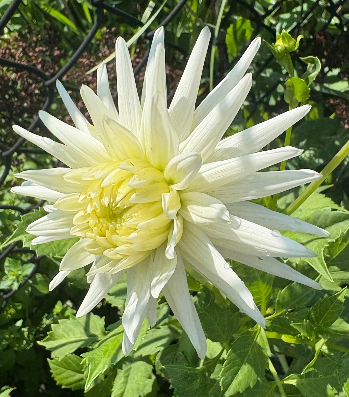 My Love - Dahlia Tuber