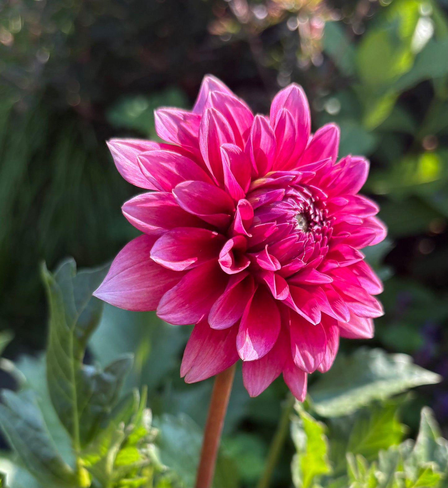 Mystique - Dahlia Tuber