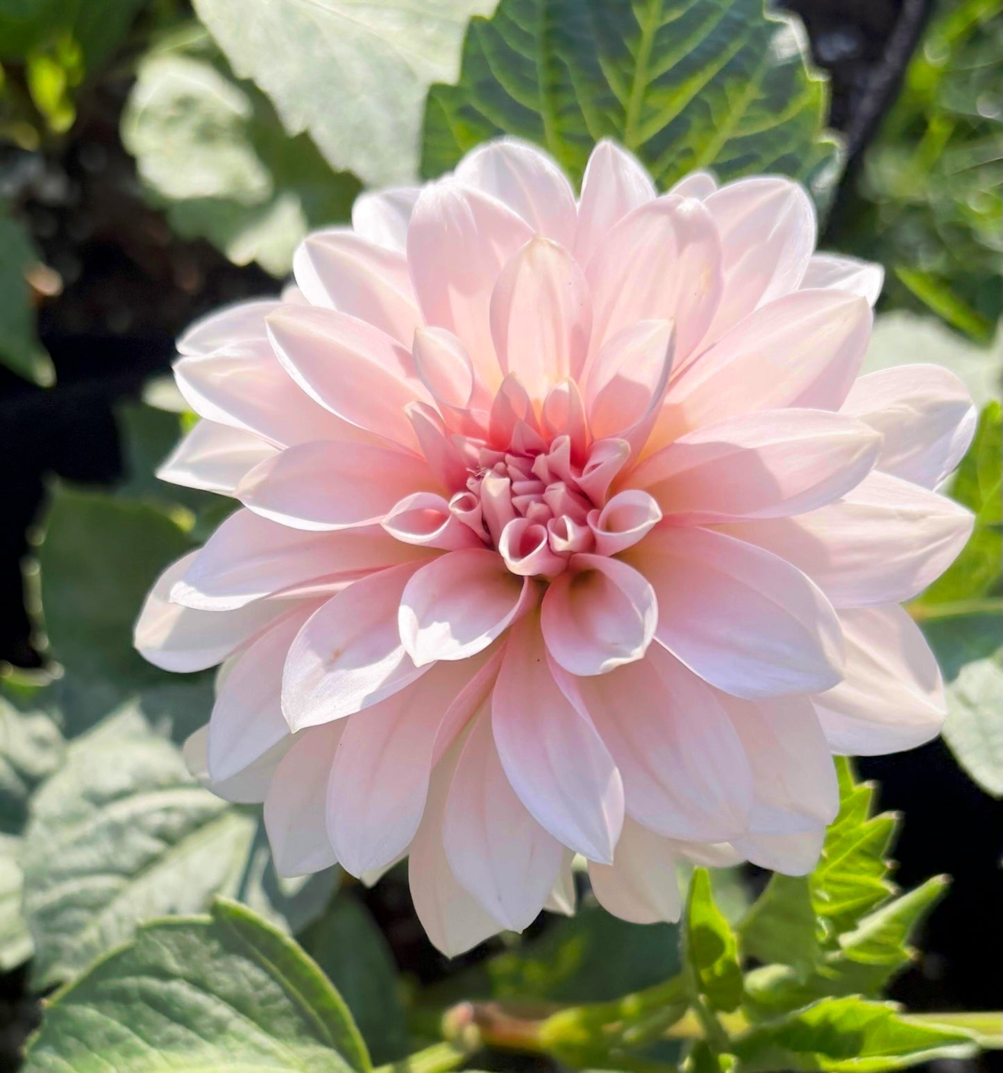 RM Baby Girl - Dahlia Cutting