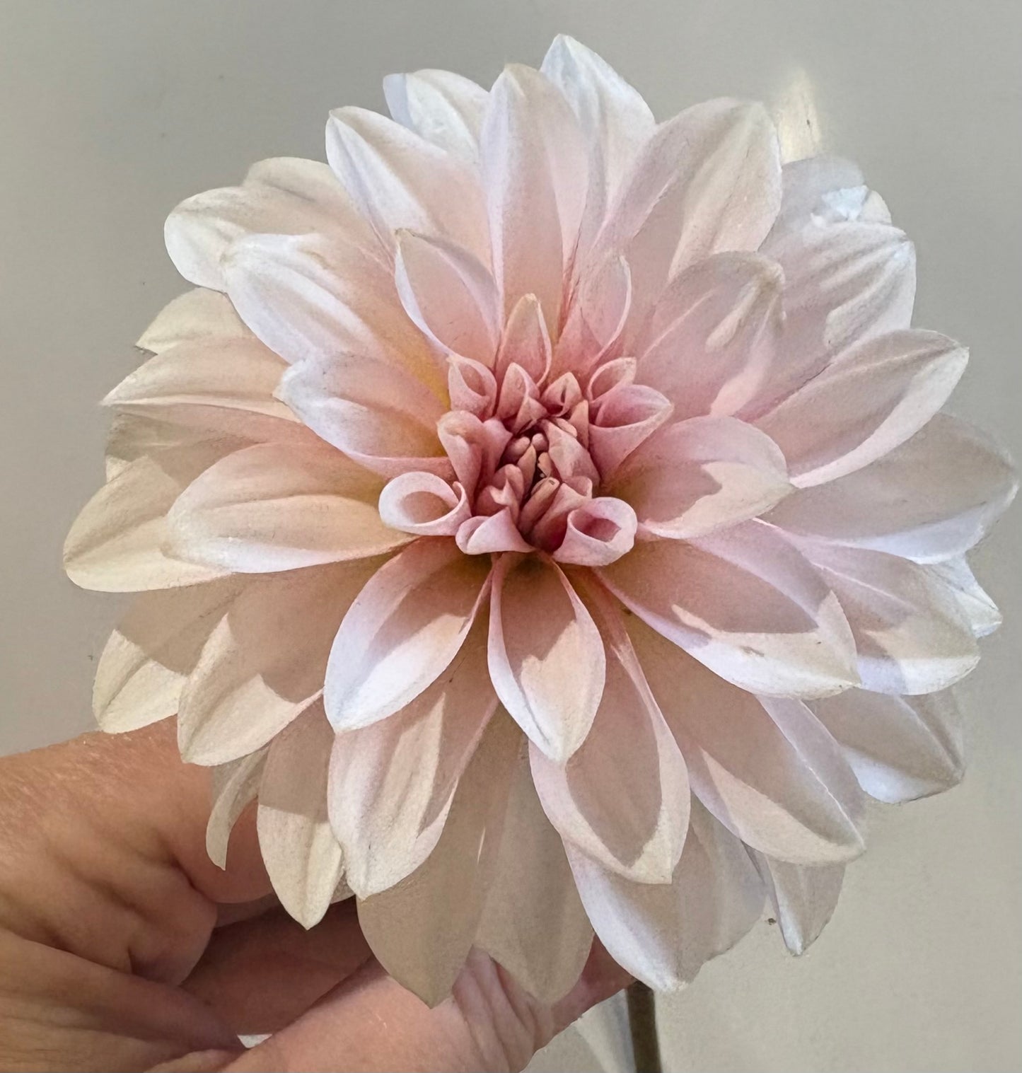 RM Baby Girl - Dahlia Cutting