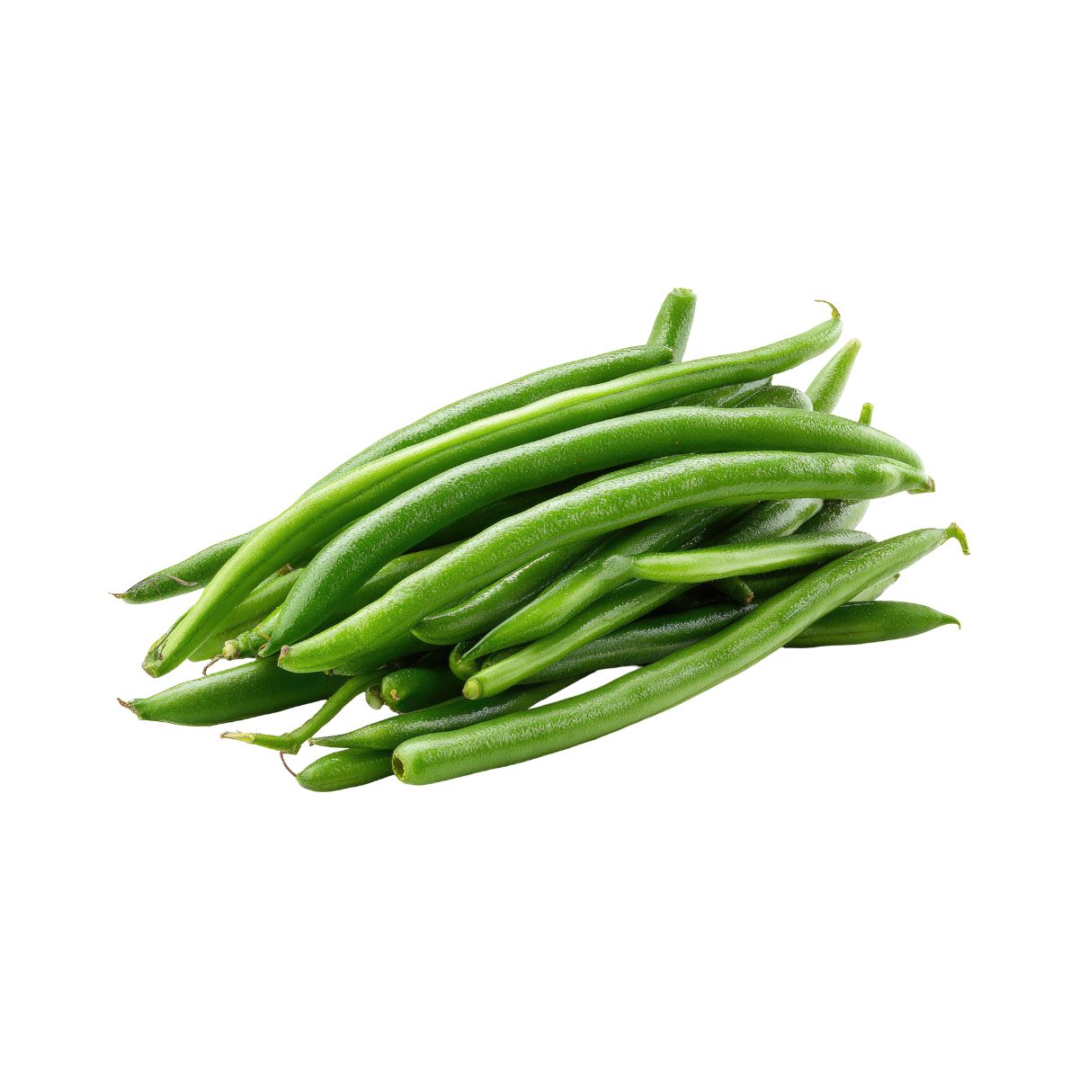 Black Valentine Green Bush Beans