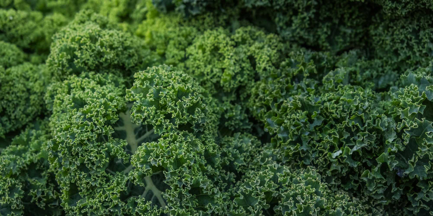 Kale