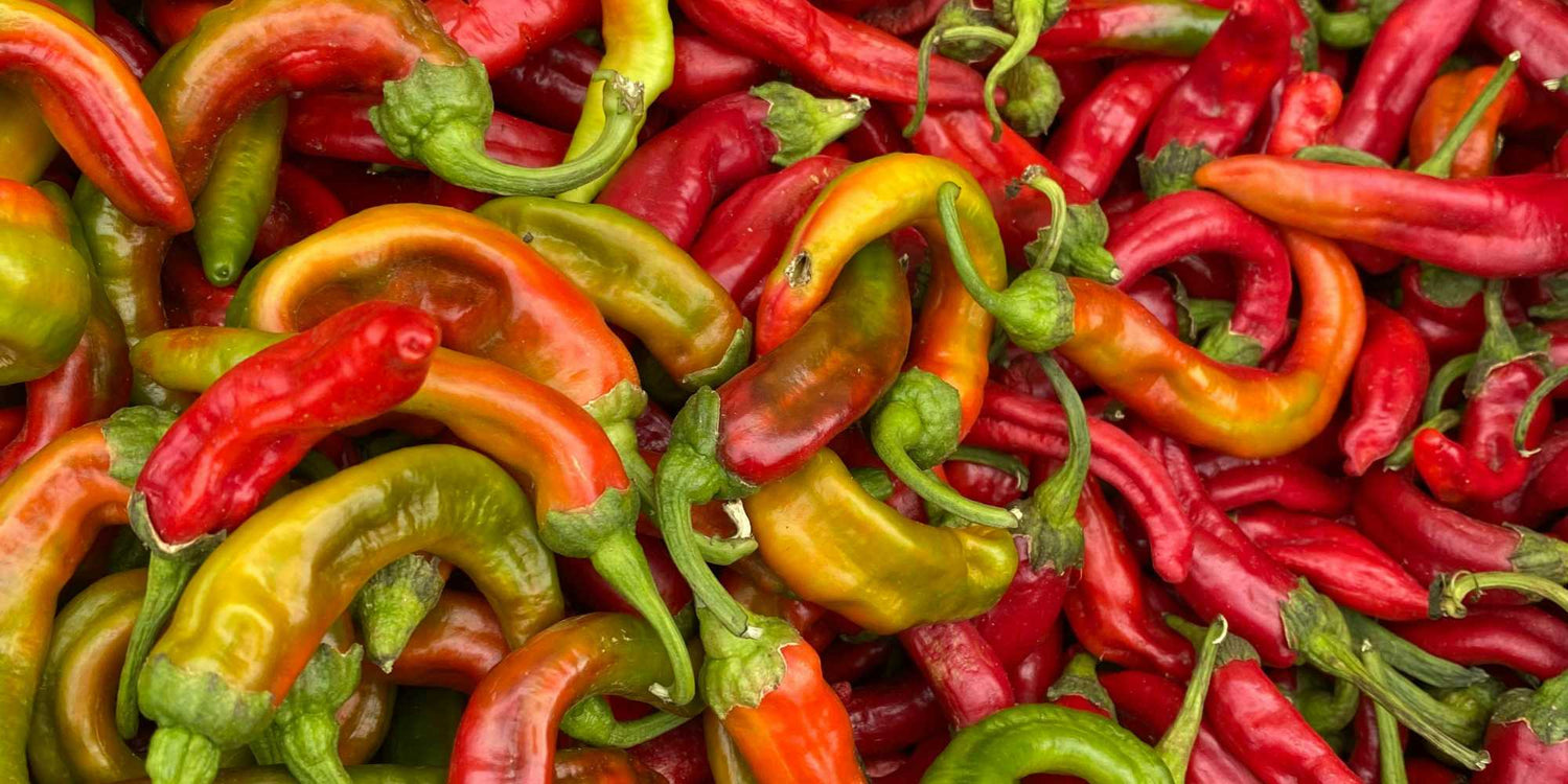 Hot Pepper