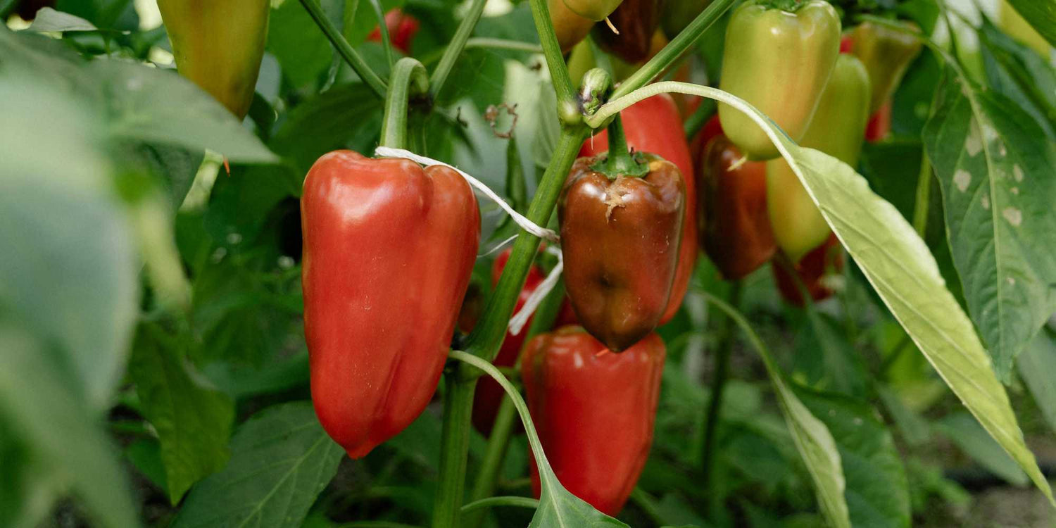 Ornamental Pepper