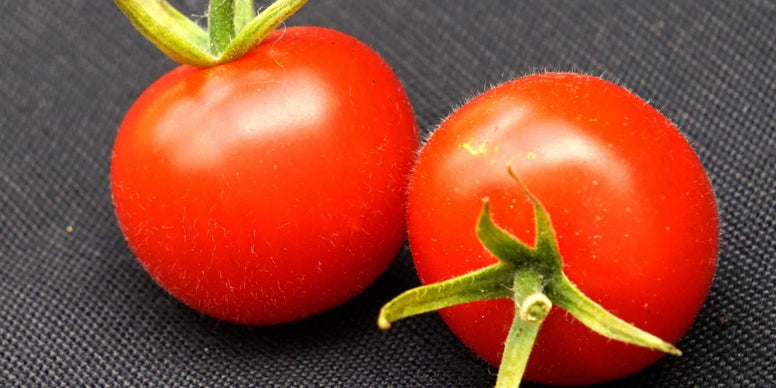 Salad Tomato