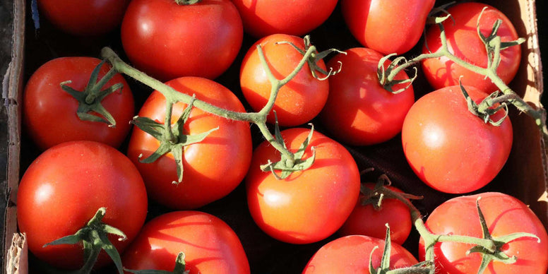 Paste Tomato