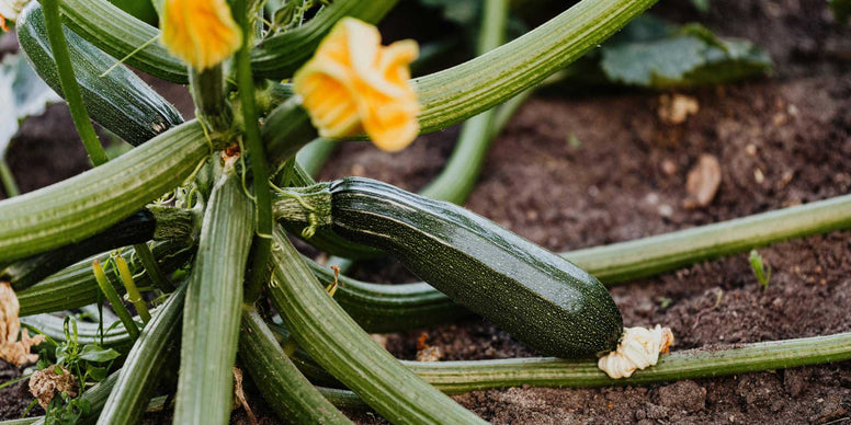 Zucchini