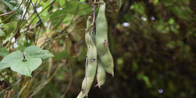 Bush Beans