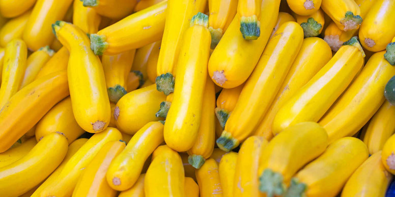 Summer Squash