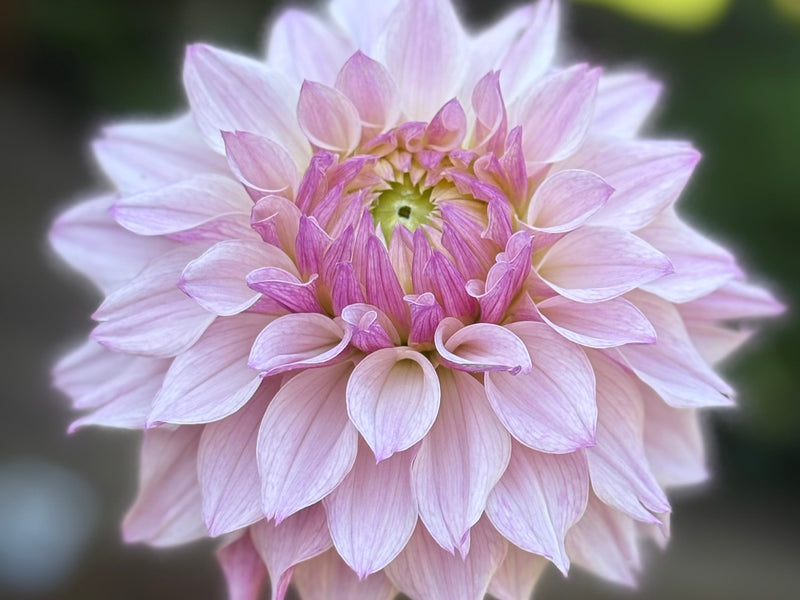 Dahlia Tubers and Cuttings