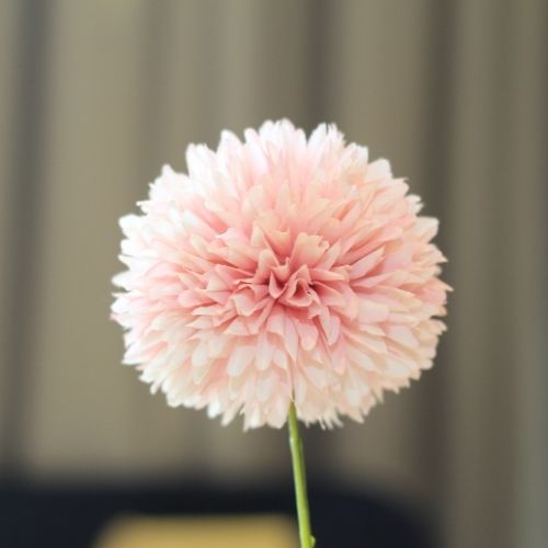 Dahlia Cuttings Collection