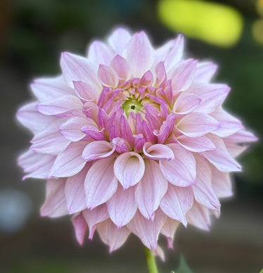 Dahlia Cuttings Collection