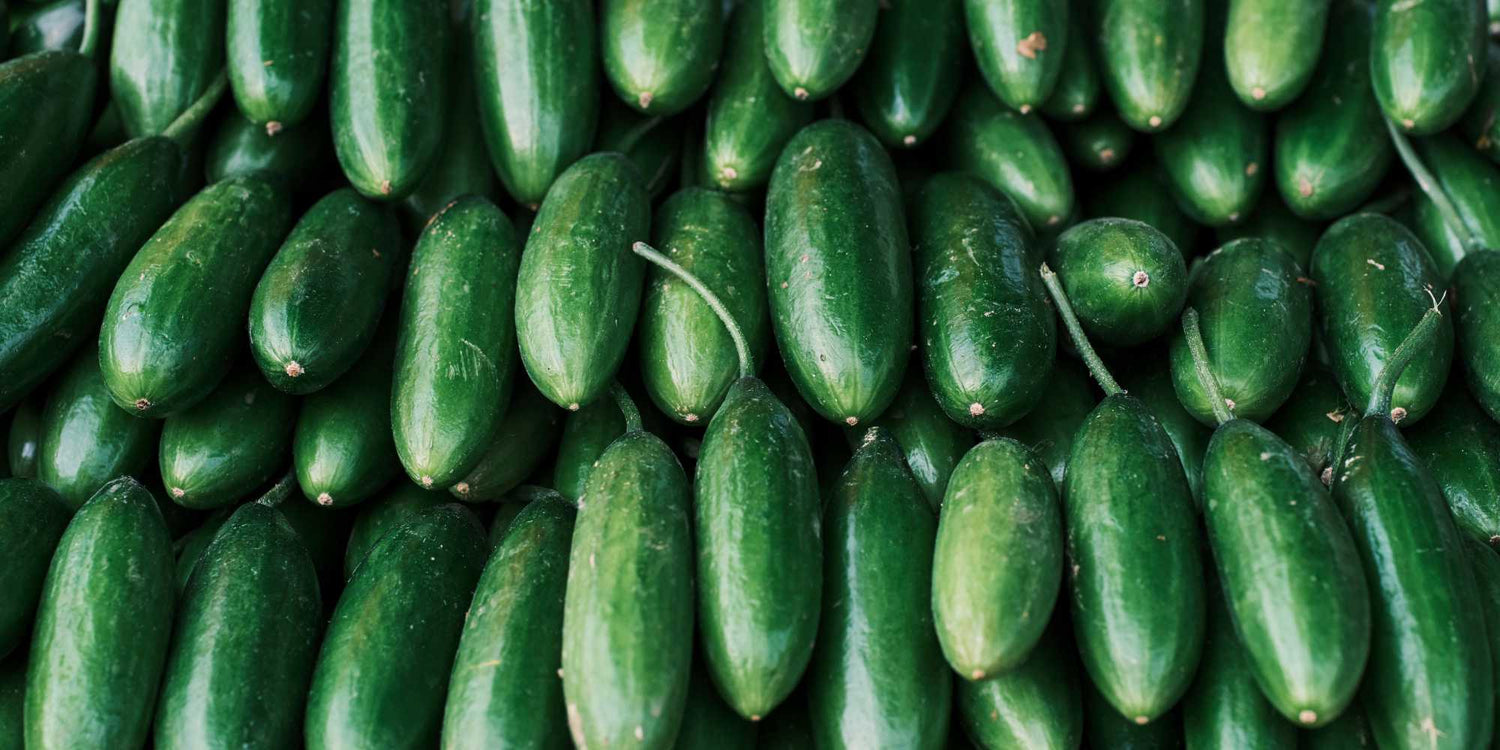 Cucumber
