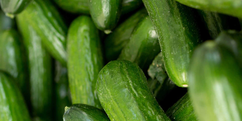 Persian Cucumber