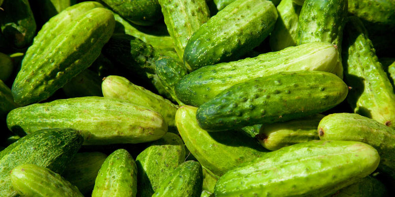 Pickling Cucumber