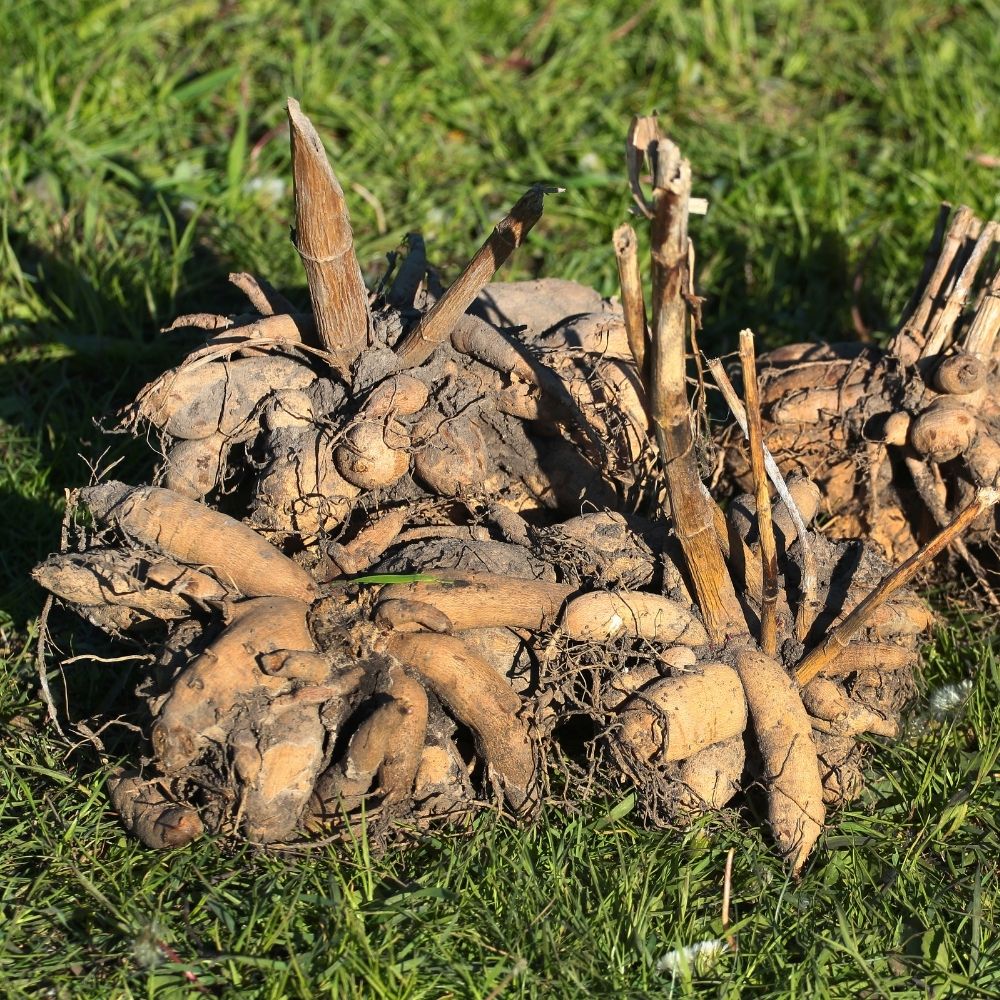 Dahlia Tubers