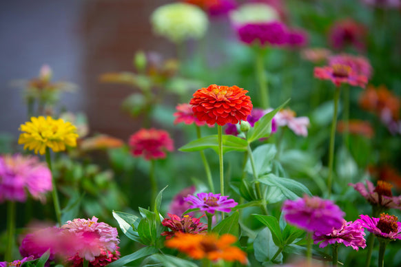 Flower Starter Plants