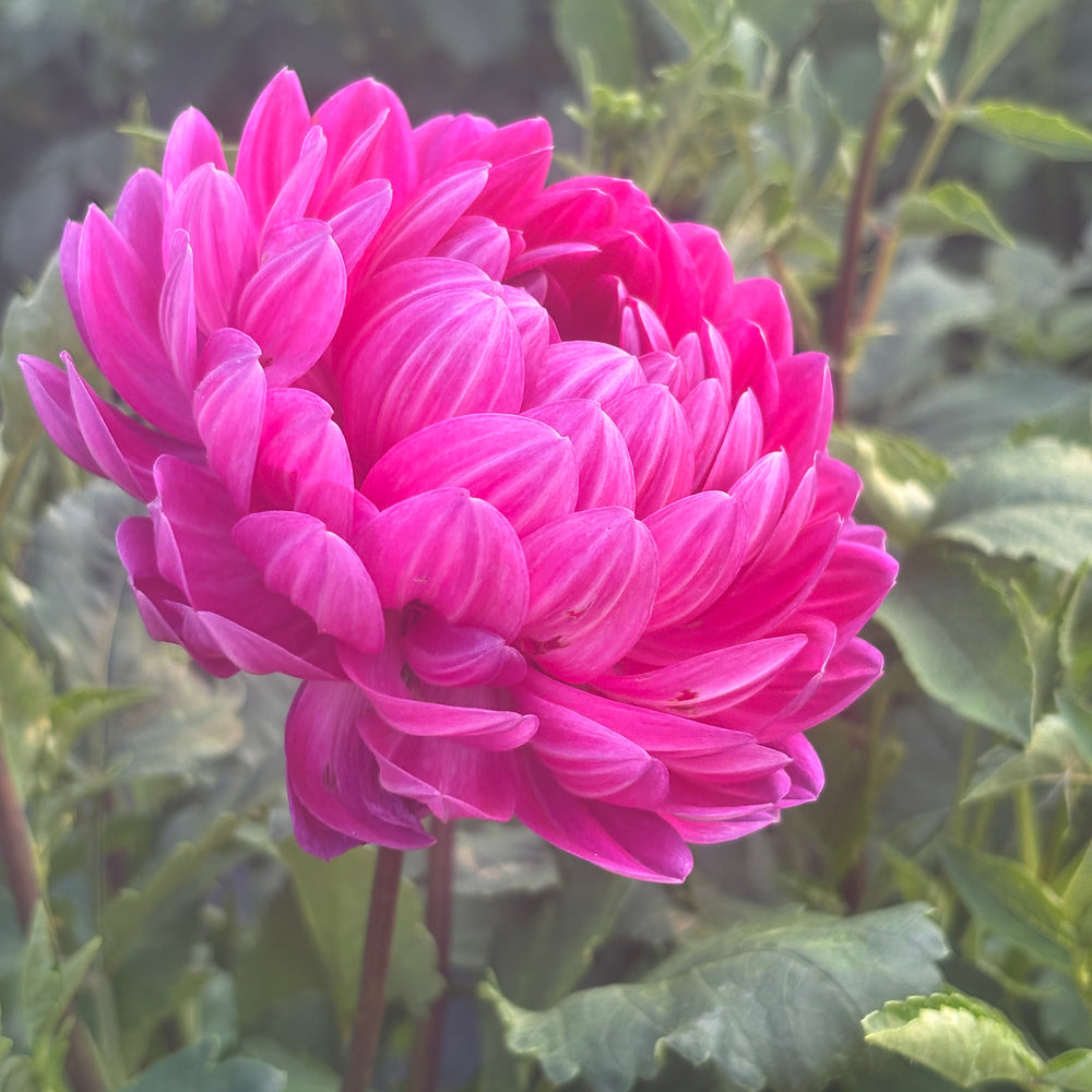 Lyn's Lexi dahlia