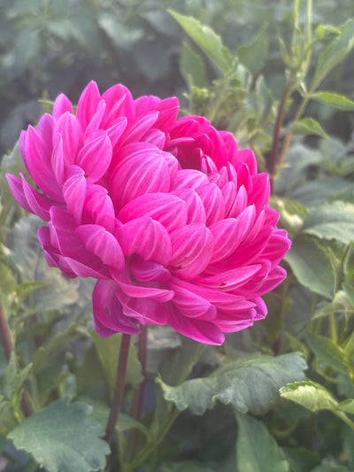 Lyn's Lexi dahlia