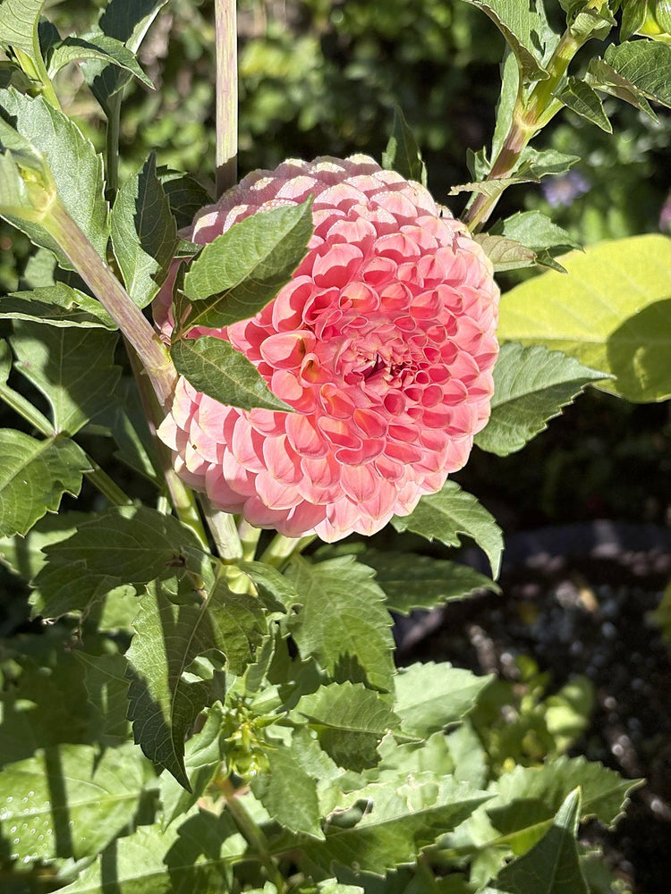 20th Ave Softer Peach dahlia