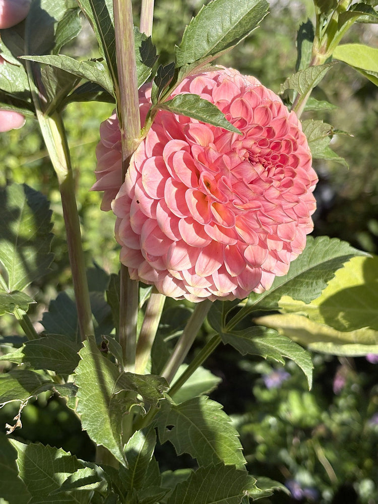 20th Ave Softer Peach dahlia