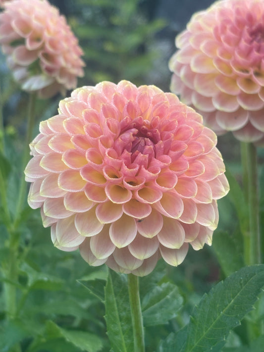 20th Ave Softer Peach - Cutting