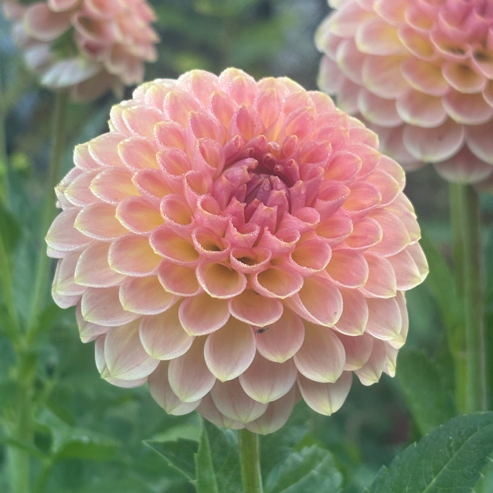20th Ave Softer Peach