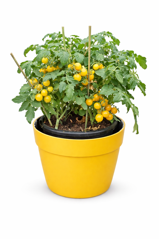 Aztek Yellow Tomato