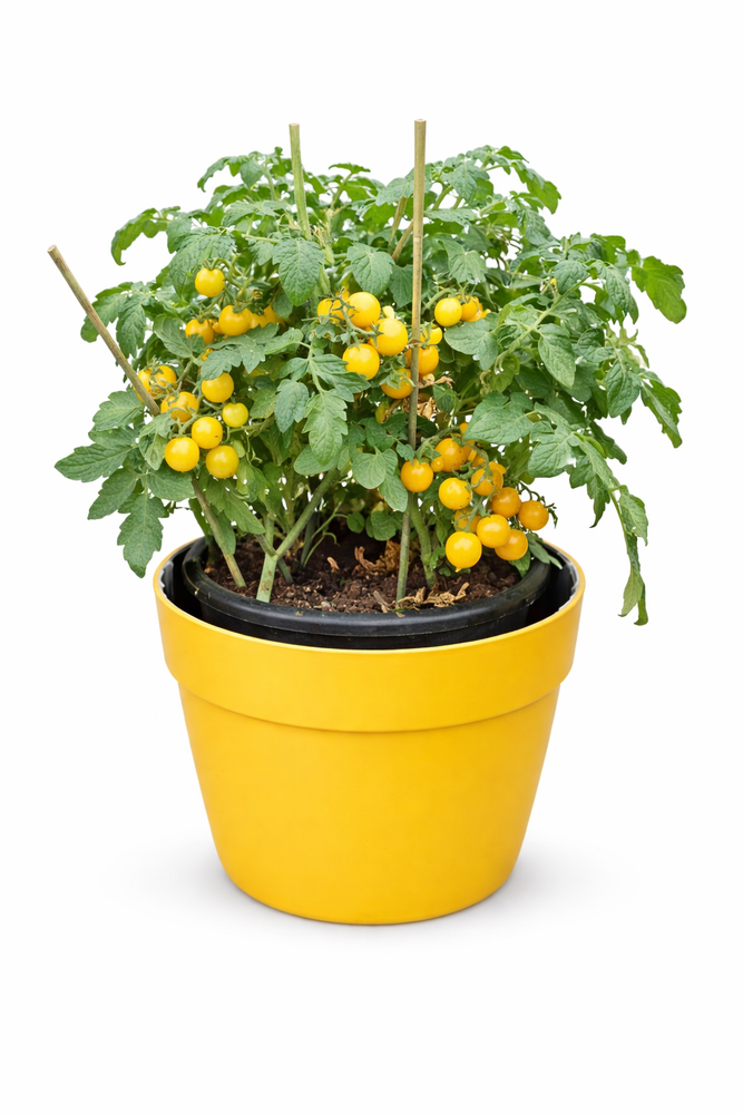 Aztek Yellow Tomato
