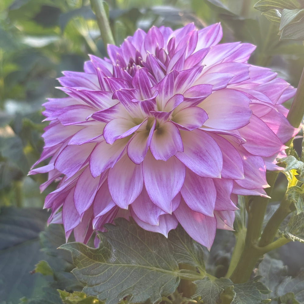 Bloomquist Jody Lynn dahlia