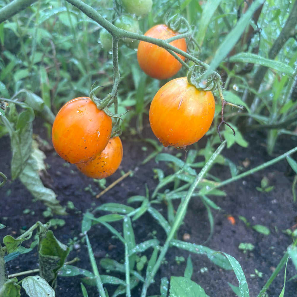 Apricot Zebra
