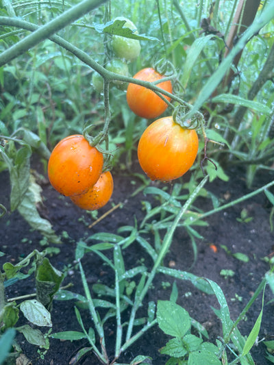 Apricot Zebra