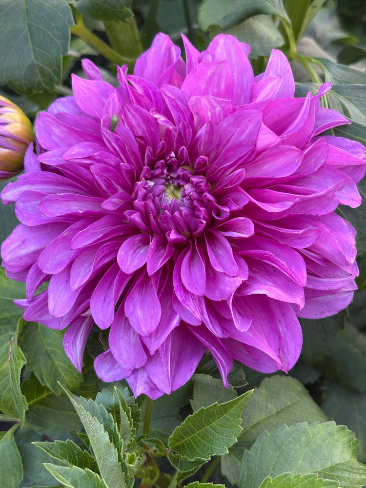 Bluetiful