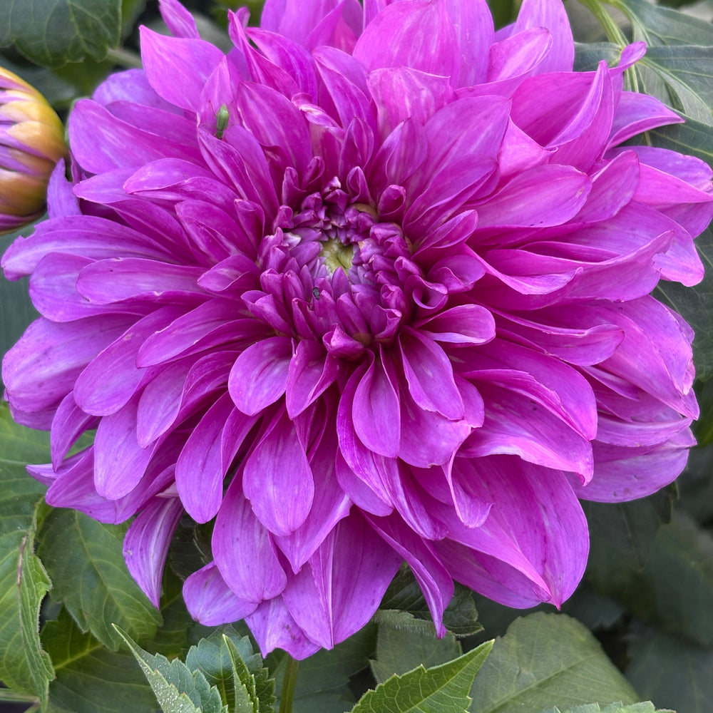 Bluetiful