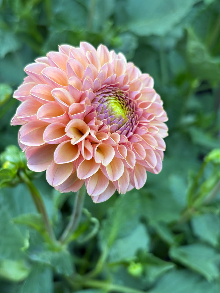 KA’s Boho Rose