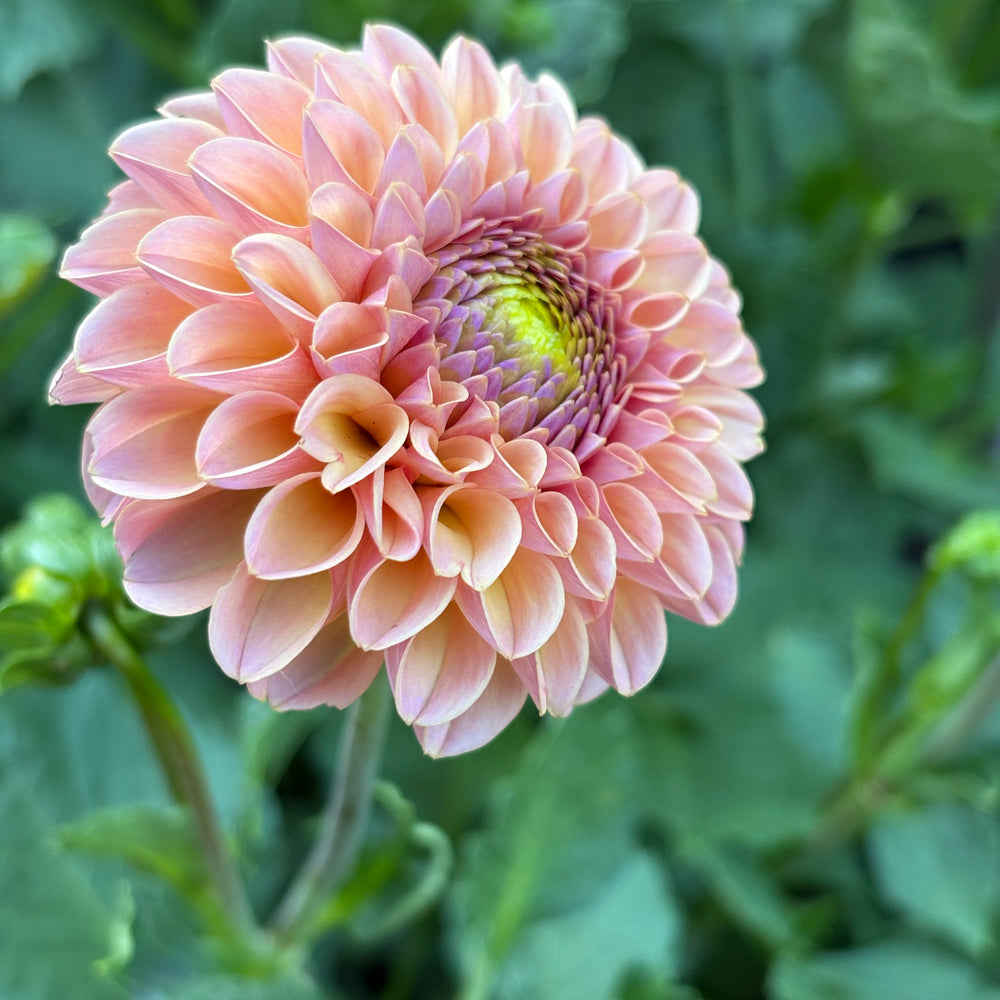 KA’s Boho Rose