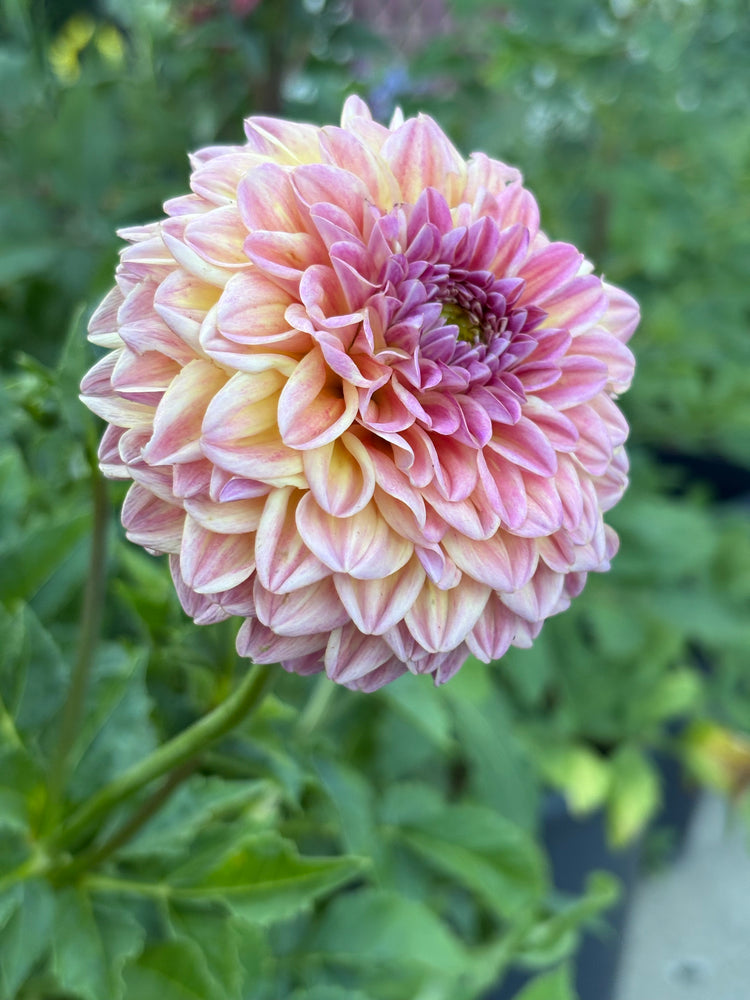 Florelie Harmony