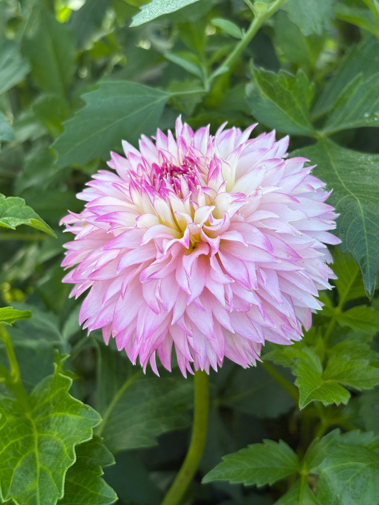 Hollyhill Pinkie
