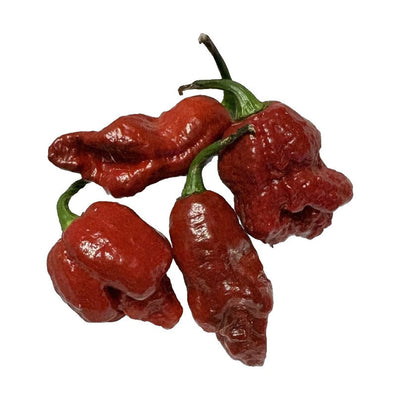 7 Pot Brain Strain Purple
