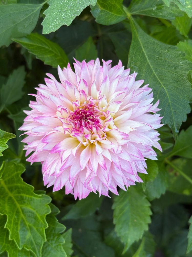 Hollyhill Pinkie