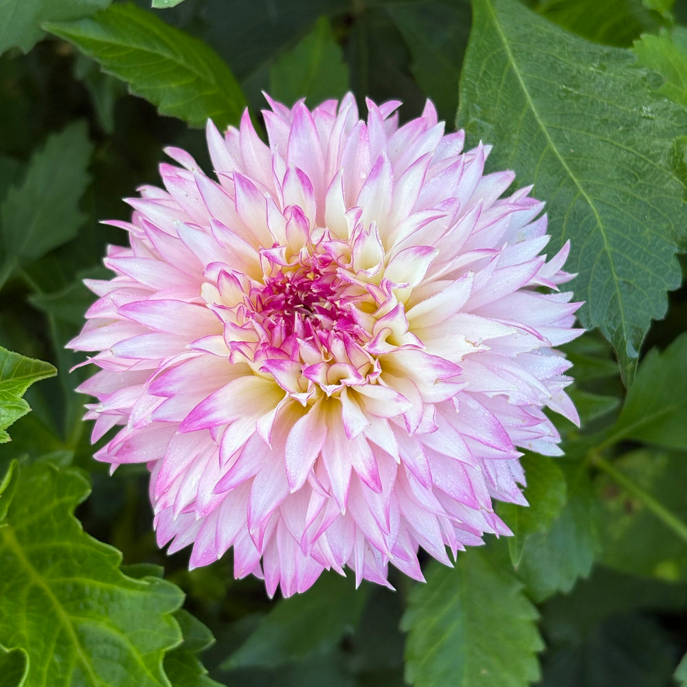 Hollyhill Pinkie
