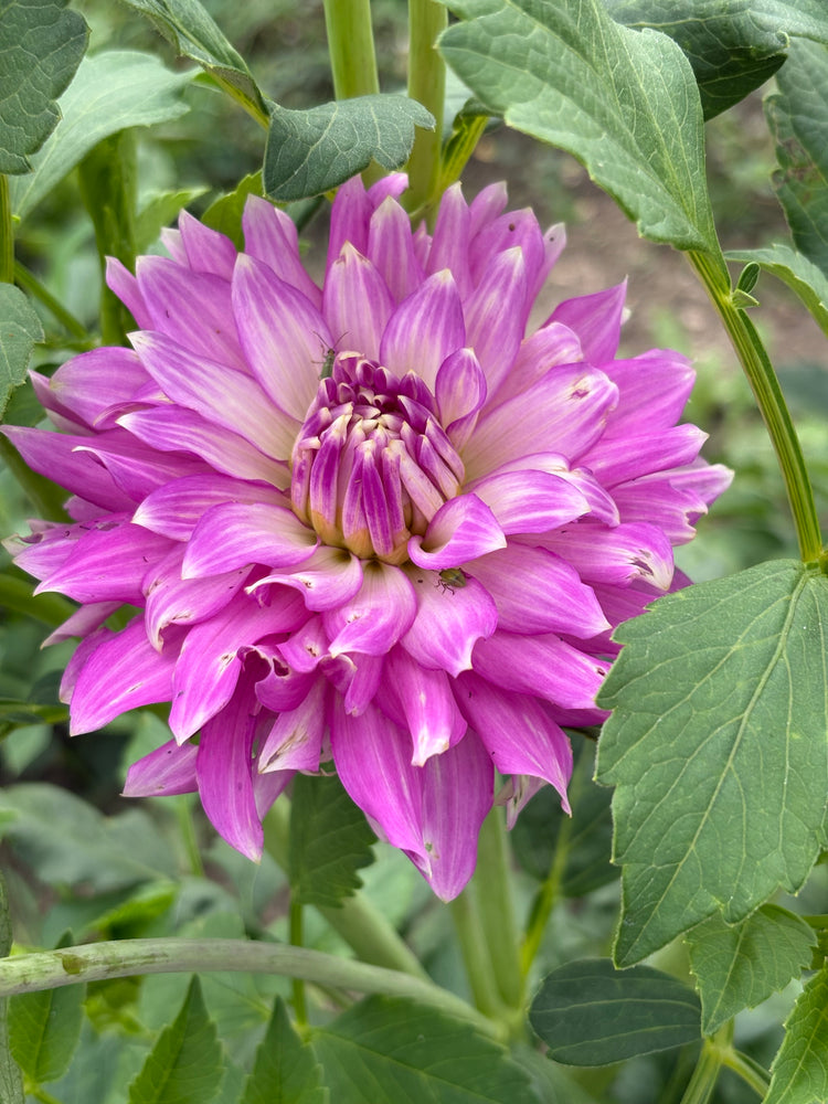 WB’s Bluebell
