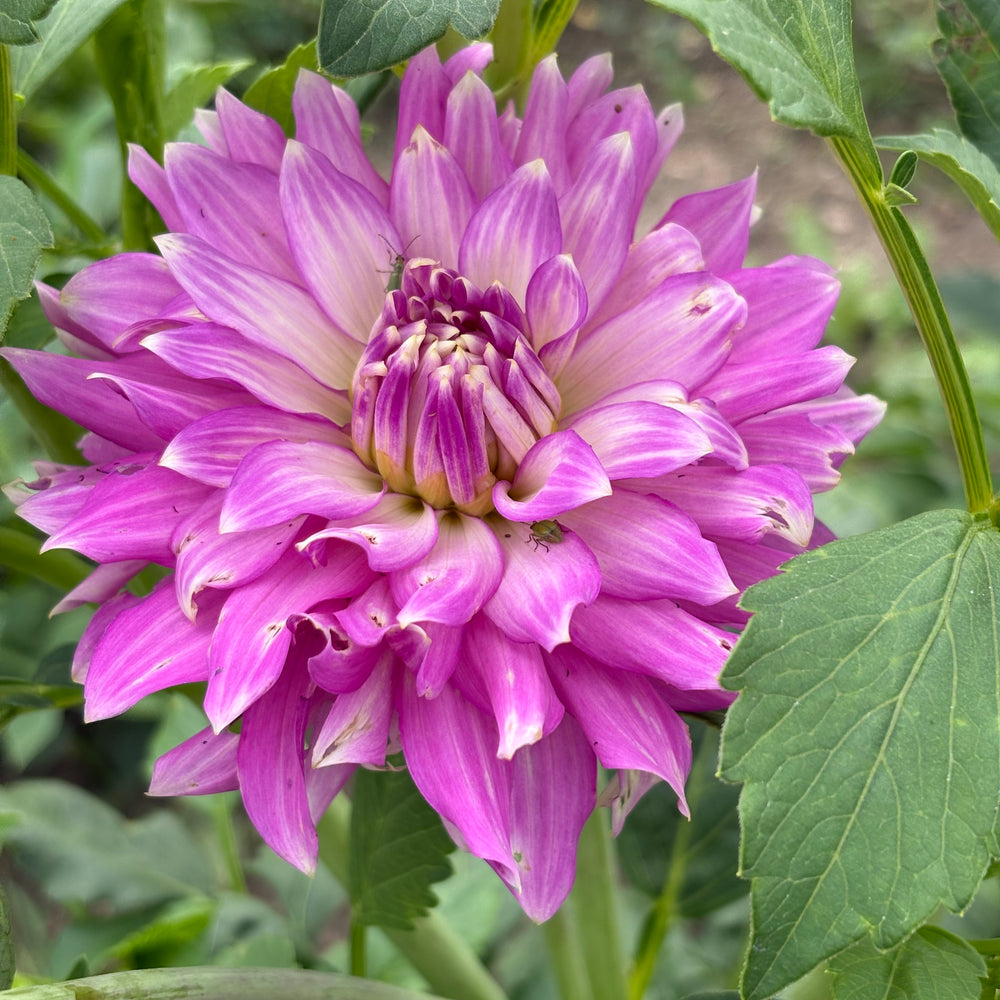 WB’s Bluebell