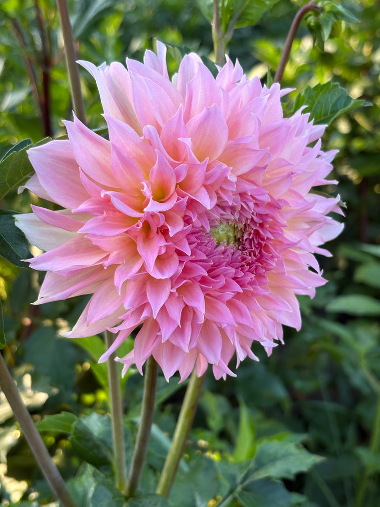 Lee’s Pink Grapefruit