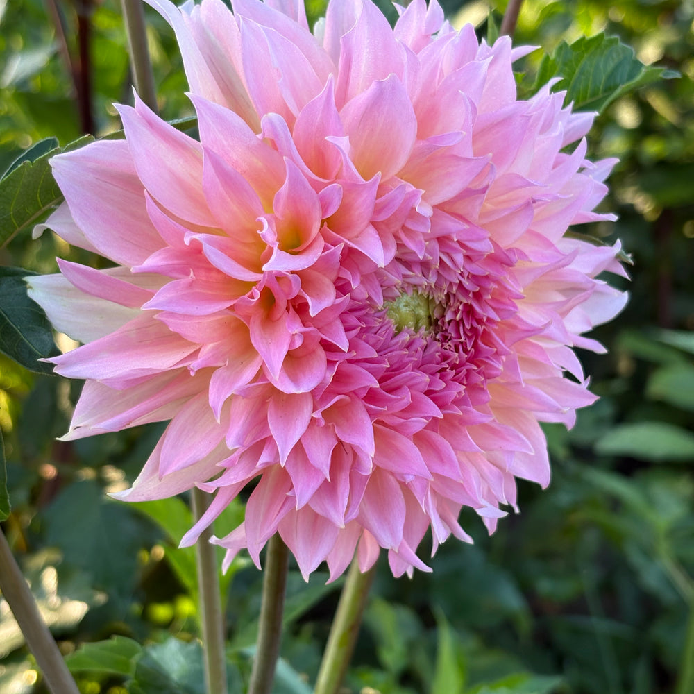 Lee’s Pink Grapefruit
