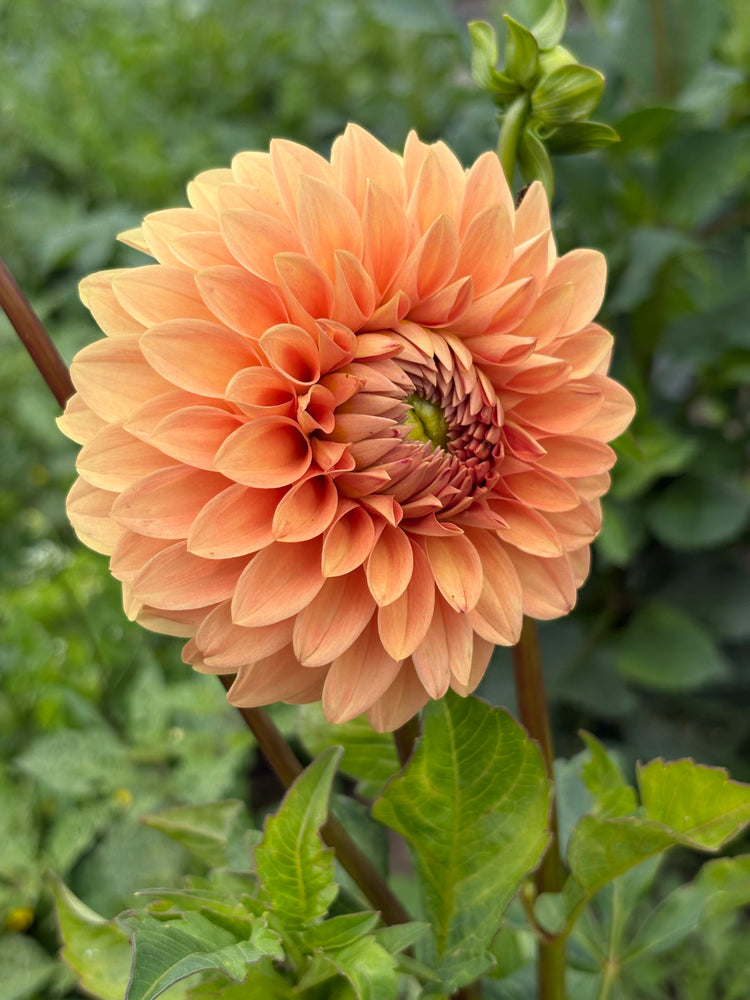 Rossendale Peach