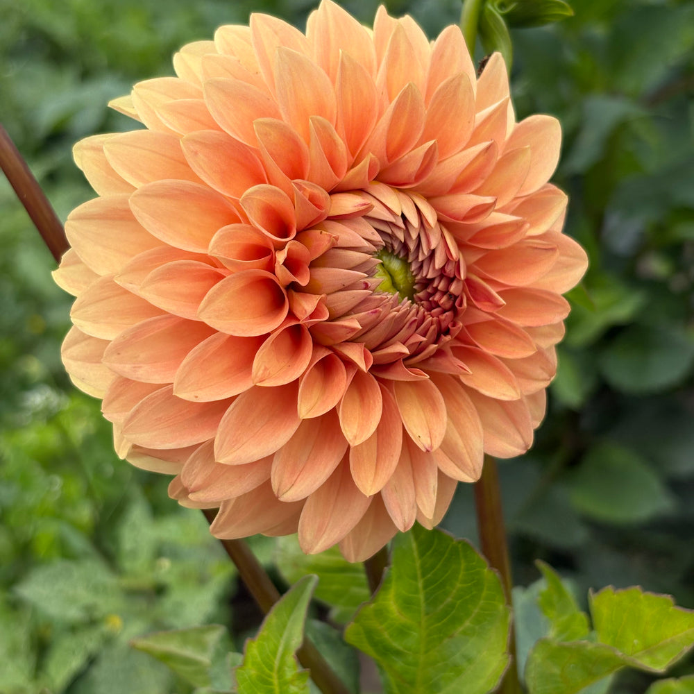 Rossendale Peach