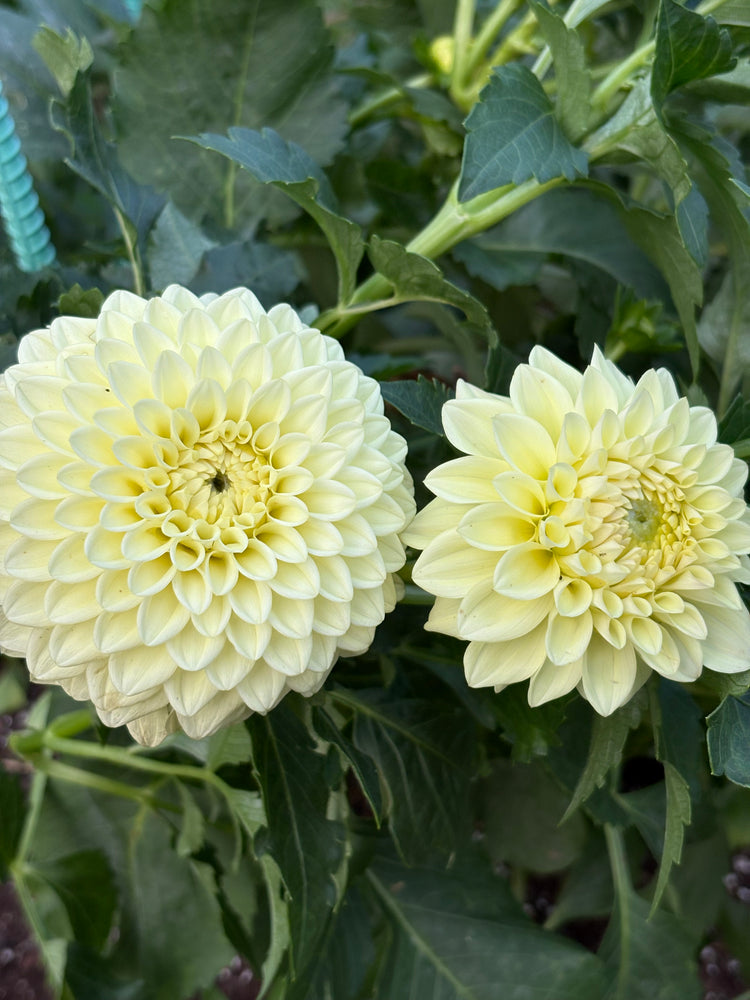Lee’s Primrose Darling